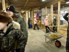 Barnen får lära sig ta hand om djuren på 4H-gårdens läger