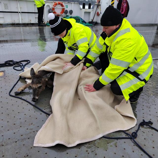 Knipans besättning räddade hjort ur havet