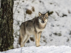 Jaktchef förutspår varginvasion till Åland