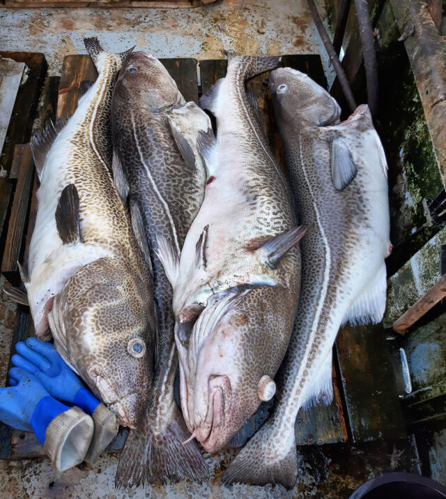 Östersjötorsken mår bättre än väntat