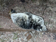 Säl(l)skaplig sälkut väcker uppmärksamhet