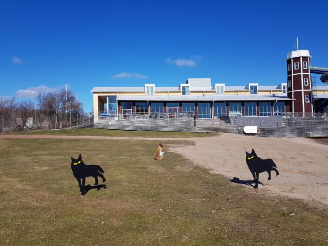 Vargar ska hjälpa räven Mickelina skrämma bort gäss på Mariebad