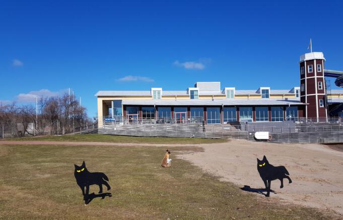 Vargar ska hjälpa räven Mickelina skrämma bort gäss på Mariebad