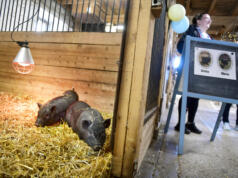 Greta och Gloria bor in sig på 4H-gården