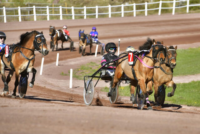 Rekordmånga startade i årets ponnytrav