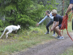 Djurnyheter hjälper oss hantera nutiden