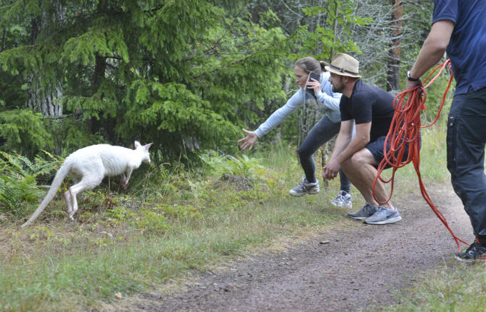 Djurnyheter hjälper oss hantera nutiden