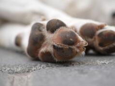 Hundvalp skickades tillbaka till Sverige – saknade pass och avmaskning