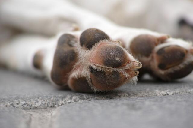 Hundvalp skickades tillbaka till Sverige – saknade pass och avmaskning