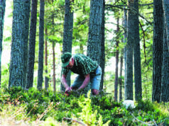 Röda Korsets tips för trygghet i bärskogen