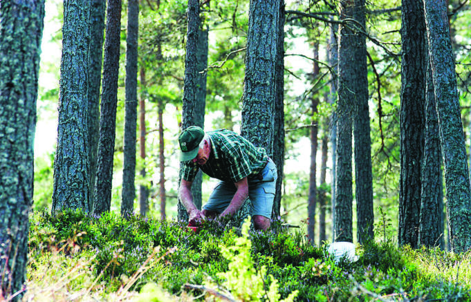 Röda Korsets tips för trygghet i bärskogen