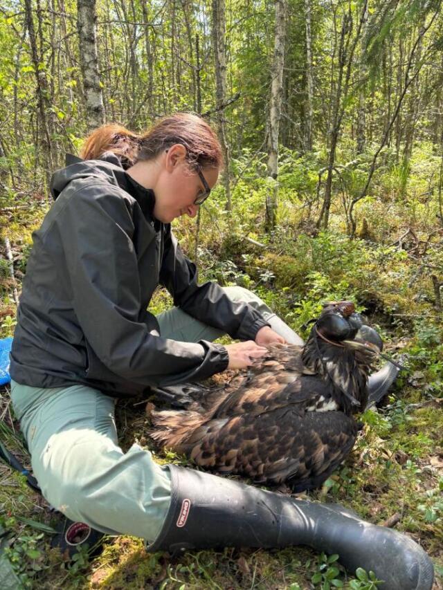 Havsörnsungar gps-märks