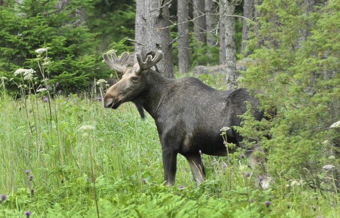 Kumlinge i skrivelse: Jakt fungerar inte i egna kommunen
