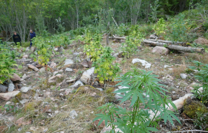 Fängelsestraff efter att ha odlat 57 cannabisplantor