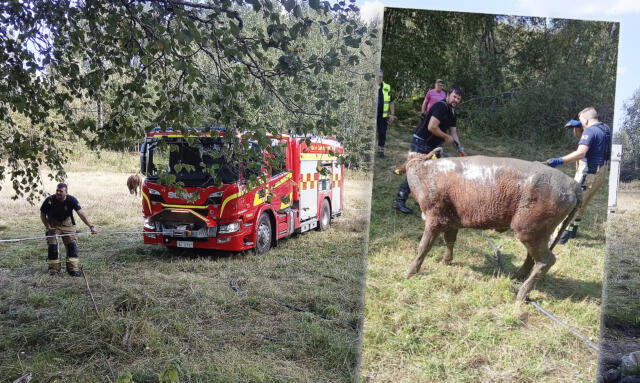 Kvigor fastnade i träsk – räddades av brandkårer