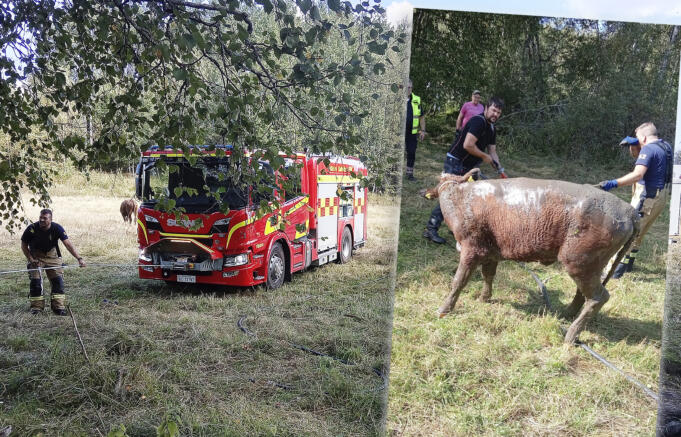 Kvigor fastnade i träsk – räddades av brandkårer