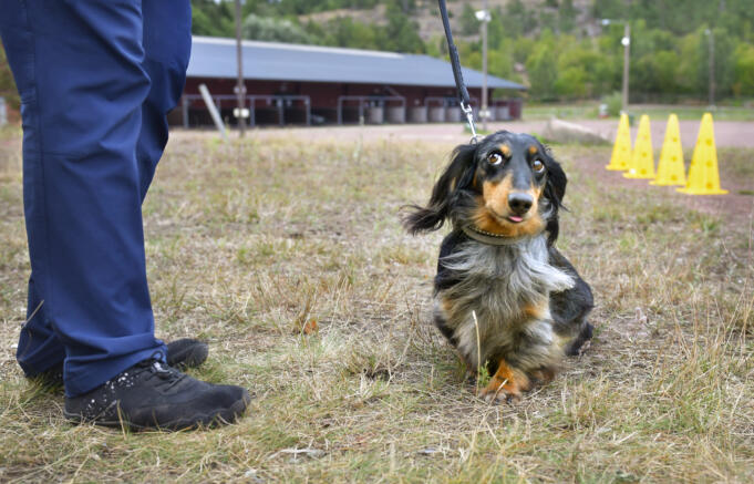 Taxträff: ”En stor hund i liten förpackning”