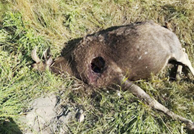 Älg dödad – troligen av varg