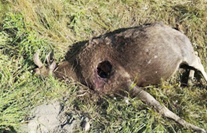 Älg dödad – troligen av varg