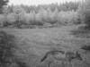 Uppgifter: Varg skjuten i Eckerö