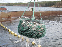 300 ton fisk riskerar att bli utan köpare