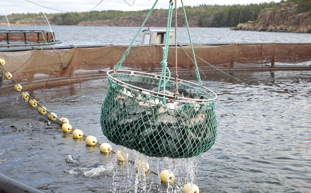 300 ton fisk riskerar att bli utan köpare