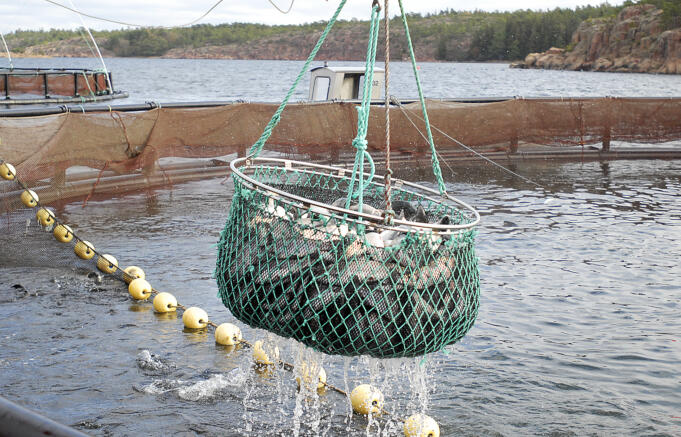 300 ton fisk riskerar att bli utan köpare