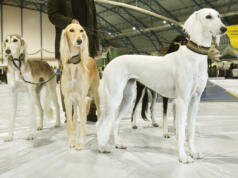 Åland dog Show fyllde Eckeröhallen med hundglädje
