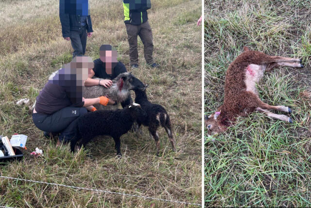 ”Vargen finns i botten på alla hundar” Kollage – ”Vargen finns i botten på alla hundar”