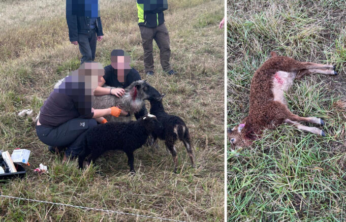 ”Vargen finns i botten på alla hundar” Kollage – ”Vargen finns i botten på alla hundar”