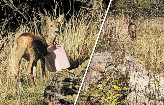 Rådjuret på Järsö har fortfarande kvar den rosa ”handväskan” – se videon i artikeln
