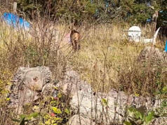 Resultatlös räddningsaktion av rådjur – söktes med värmekamera