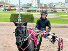 Lyckad Solvalla-helg för ponnytravare